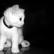 Лида Кор