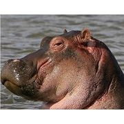 Михаил Боженов