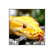 Валентин Седаков