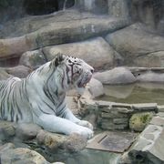 Светлана Данилова